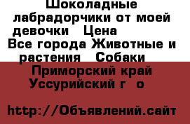 Шоколадные лабрадорчики от моей девочки › Цена ­ 25 000 - Все города Животные и растения » Собаки   . Приморский край,Уссурийский г. о. 